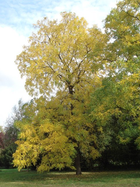 Juglans nigra automne